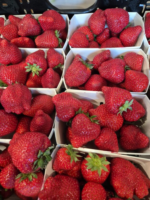 2025Erdbeeren2
